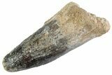Fossil Spinosaurus Tooth - Robust Tooth #367943-1